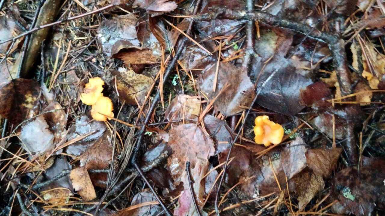 А земляника есть? - Белорусы показали подснеговики, которые нашли в лесу в конце декабря