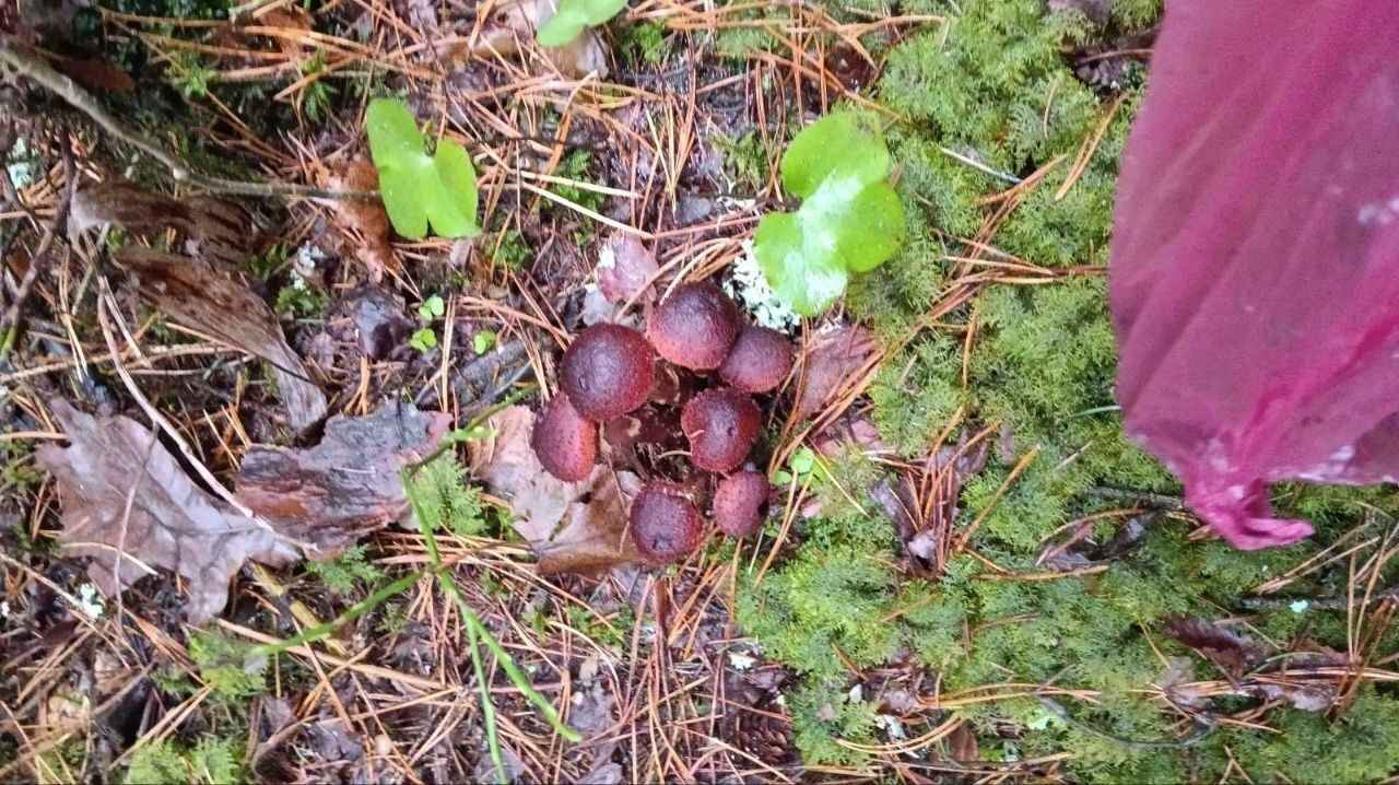 А земляника есть? - Белорусы показали подснеговики, которые нашли в лесу в конце декабря