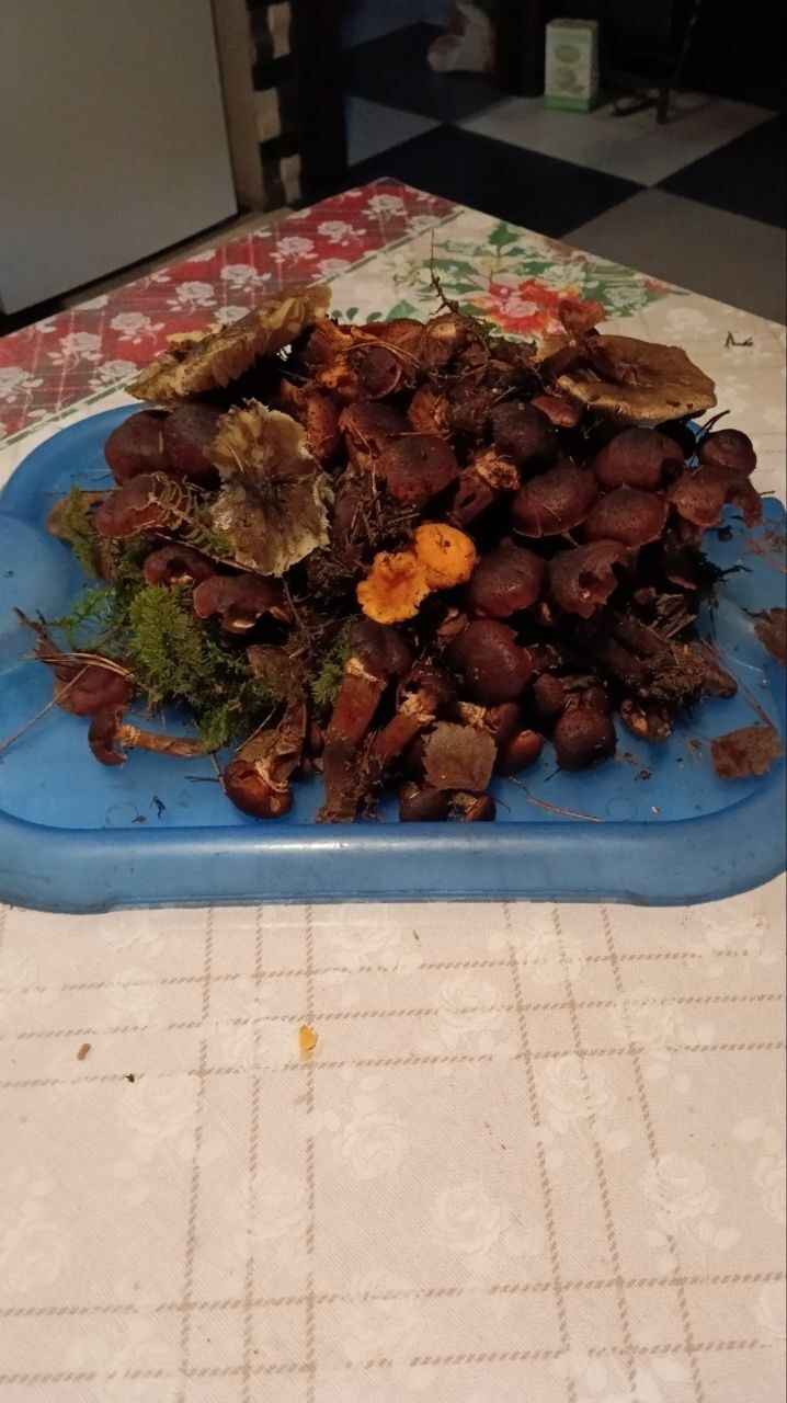 А земляника есть? - Белорусы показали подснеговики, которые нашли в лесу в конце декабря