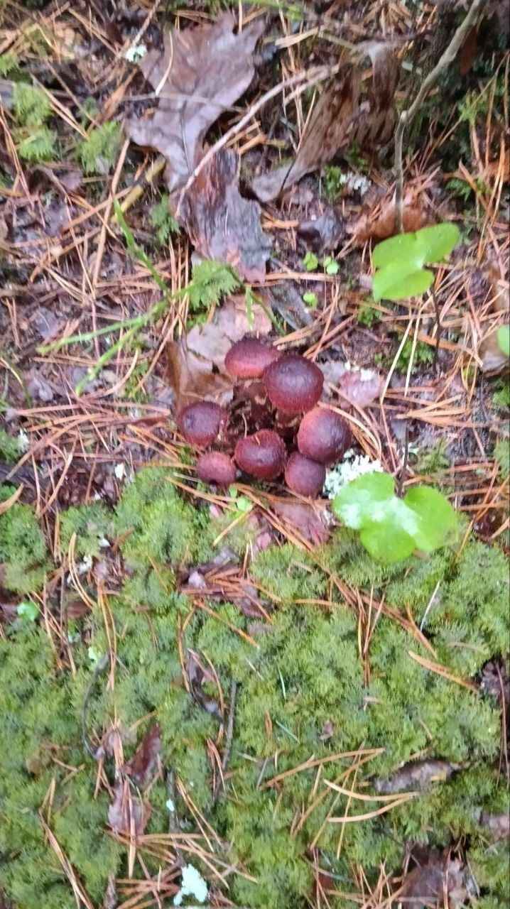 А земляника есть? - Белорусы показали подснеговики, которые нашли в лесу в конце декабря