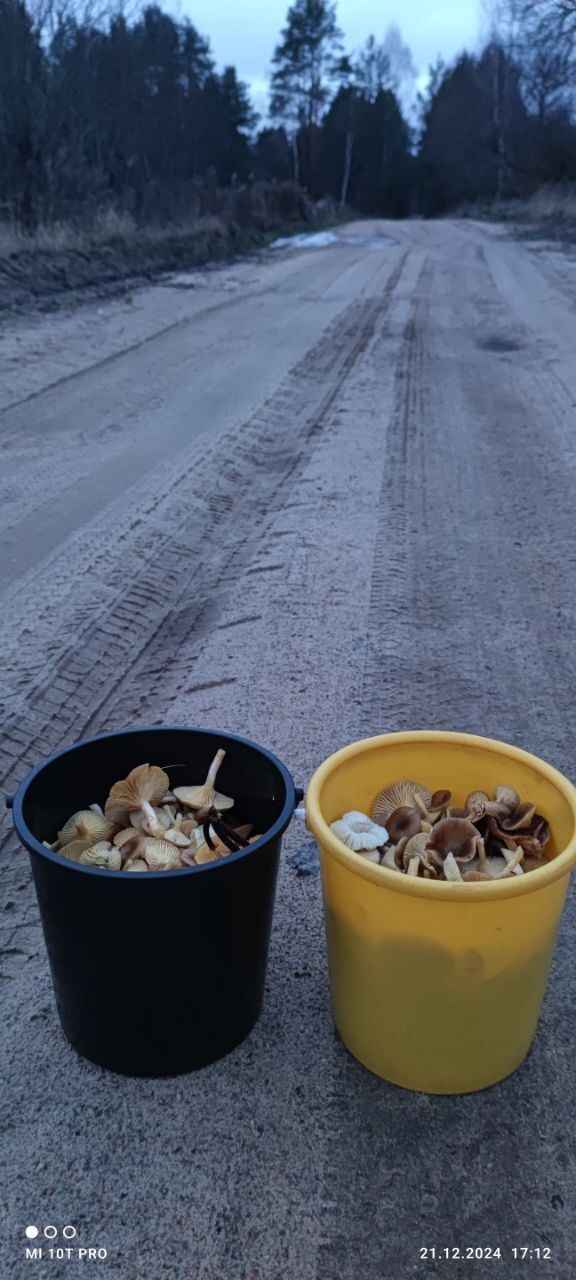 А земляника есть? - Белорусы показали подснеговики, которые нашли в лесу в конце декабря