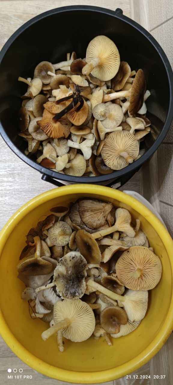 А земляника есть? - Белорусы показали подснеговики, которые нашли в лесу в конце декабря