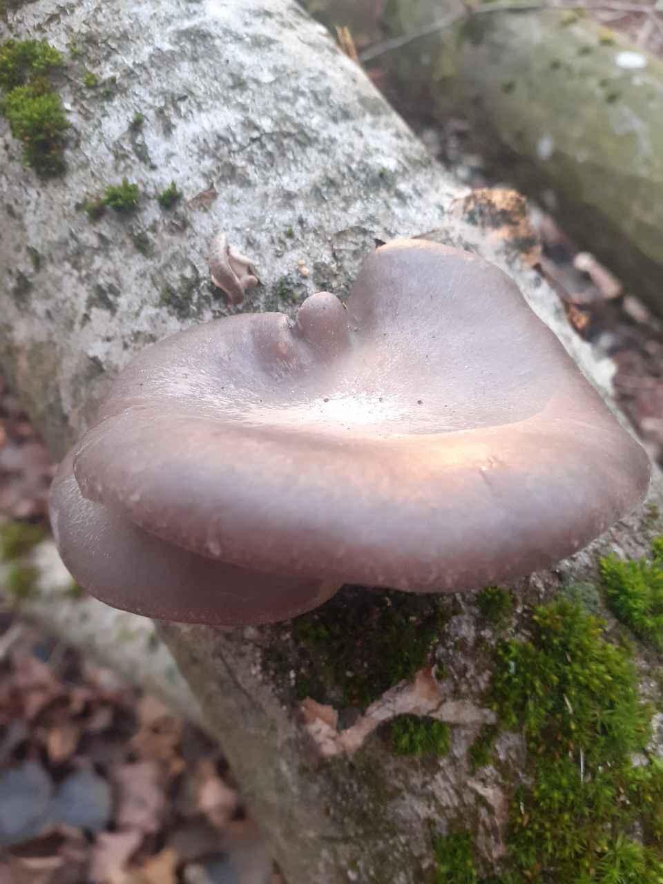 А земляника есть? - Белорусы показали подснеговики, которые нашли в лесу в конце декабря