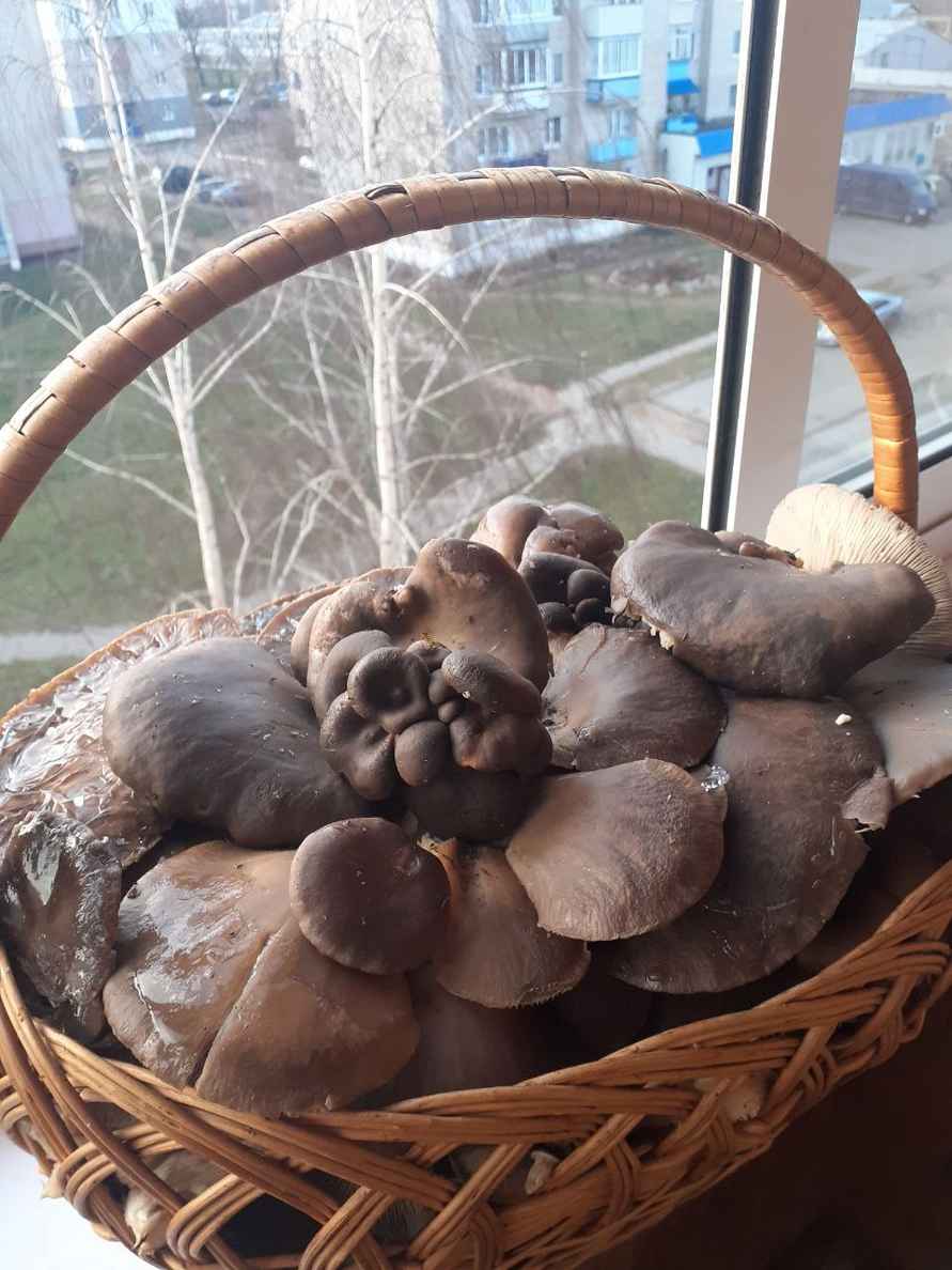 А земляника есть? - Белорусы показали подснеговики, которые нашли в лесу в конце декабря