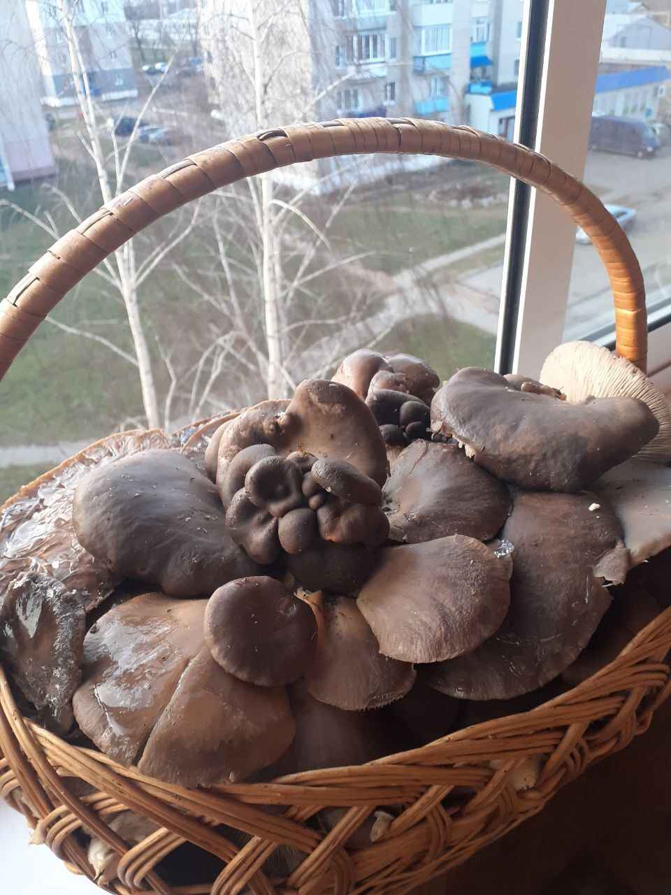 А земляника есть? - Белорусы показали подснеговики, которые нашли в лесу в конце декабря