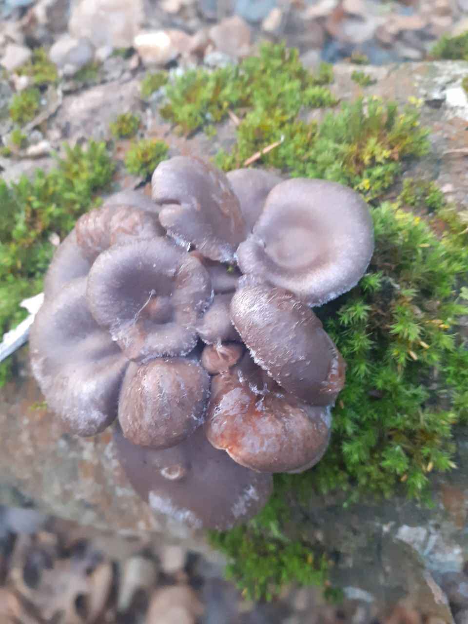 А земляника есть? - Белорусы показали подснеговики, которые нашли в лесу в конце декабря