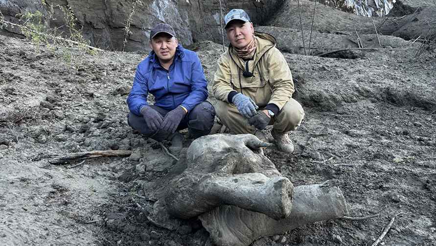 В Якутии нашли тело детёныша самого сохранившегося мамонта