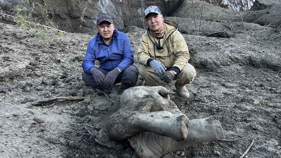 В Якутии нашли тело детёныша самого сохранившегося мамонта