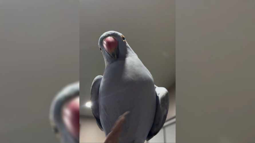 "Всё это очень сложно…" - Госпогранкомитет за 30 секунд ответил белорусам на "самые популярные вопросы" о пересечении границы