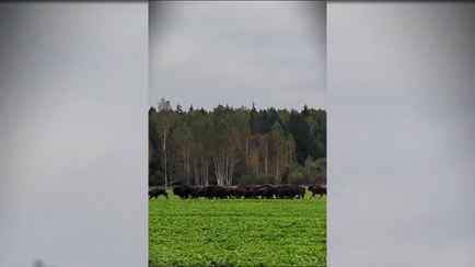 «Вообще это страшно» — Белорусские велосипедисты столкнулись со стадом зубров на поле. Чем всё закончилось?