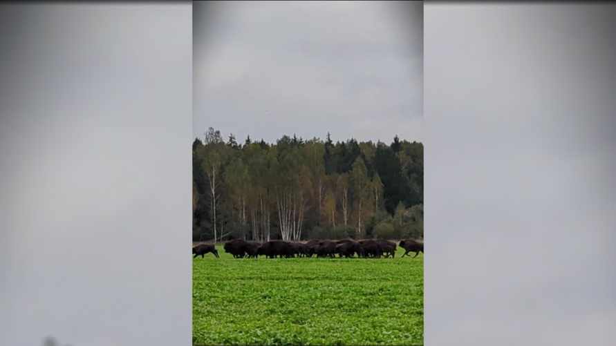 "Вообще это страшно" - Белорусские велосипедисты столкнулись со стадом зубров на поле. Чем всё закончилось?