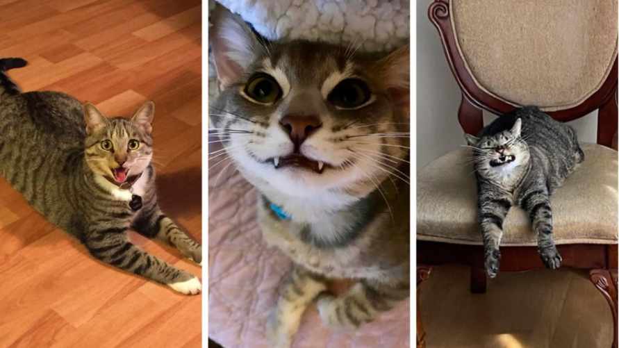 Эти 15 кошачьих "улыбок" зарядят вас серотонином. Попробуйте взглянуть и не умилиться