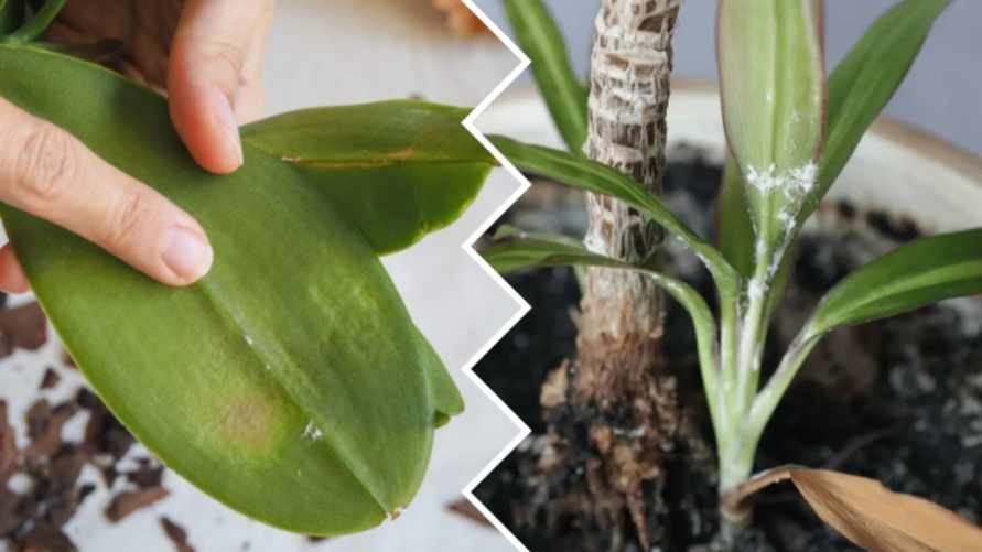 Не игнорируйте этот белый налёт на комнатных растениях. Вот как спасти орхидеи и кактусы 2 способами