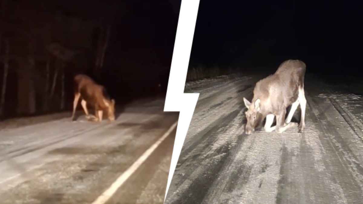 "Честно, страшновато" — Видео с лижущими асфальт лосями в TikTok породило десятки вопросов сразу к нескольким белорусским ведомствам