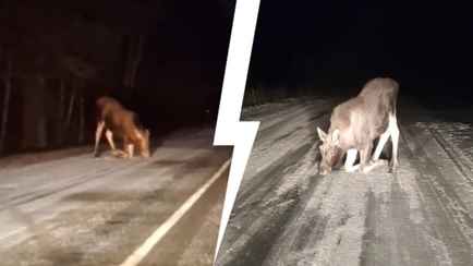 «Честно, страшновато» — Видео с лижущими асфальт лосями в TikTok породило десятки вопросов сразу к нескольким белорусским ведомствам