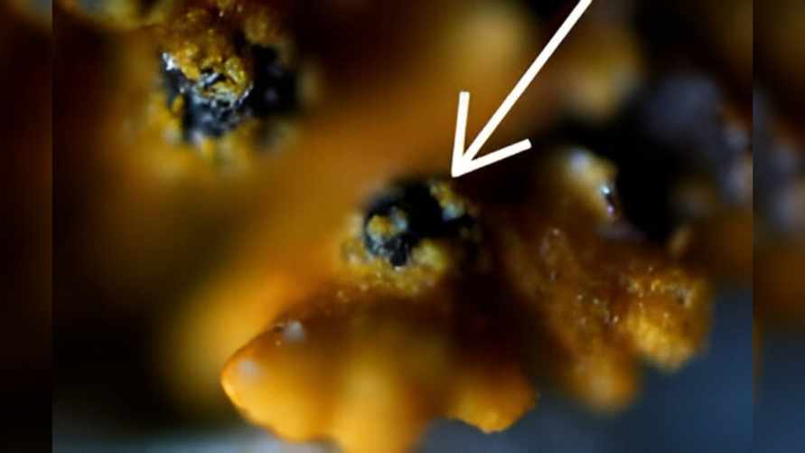 А есть можно? В Гомеле открыли новый вид грибов и назвали "Спирографа Скорины"