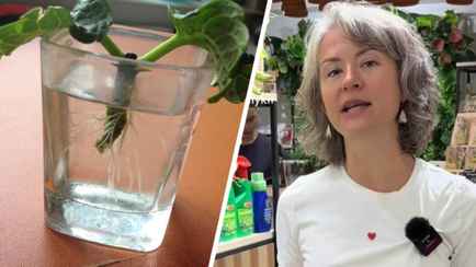 Это комнатное растение сработает как «Корневин». Цветовод показала, как быстро укоренить любой вазон