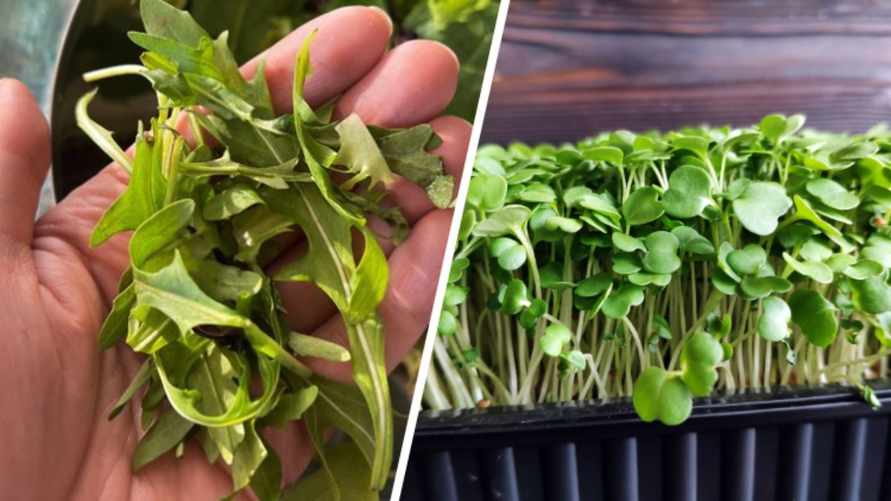 Как вырастить руколу на подоконнике? Эти 2 способа избавят от необходимости покупать её в магазине