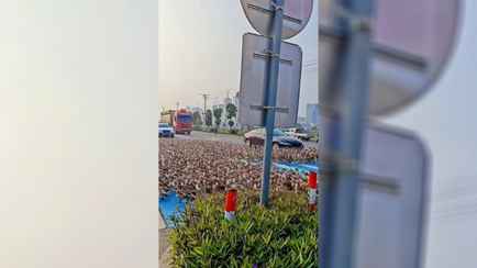 Видео с многотысячной «армией» уток на улицах поразило миллионы пользователей TikTok. Что это было?