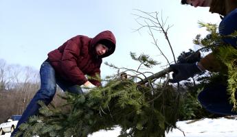 Сколько придётся заплатить за незаконно срубленную ёлку? В Новогрудском лесхозе назвали размер штрафа