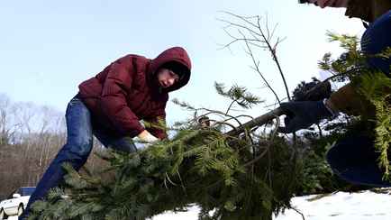 Сколько придётся заплатить за незаконно срубленную ёлку? В Новогрудском лесхозе назвали размер штрафа