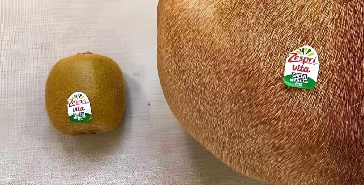 Эта фотография с "гигантским киви" развеселила пользователей Facebook. Сможете угадать, что это?