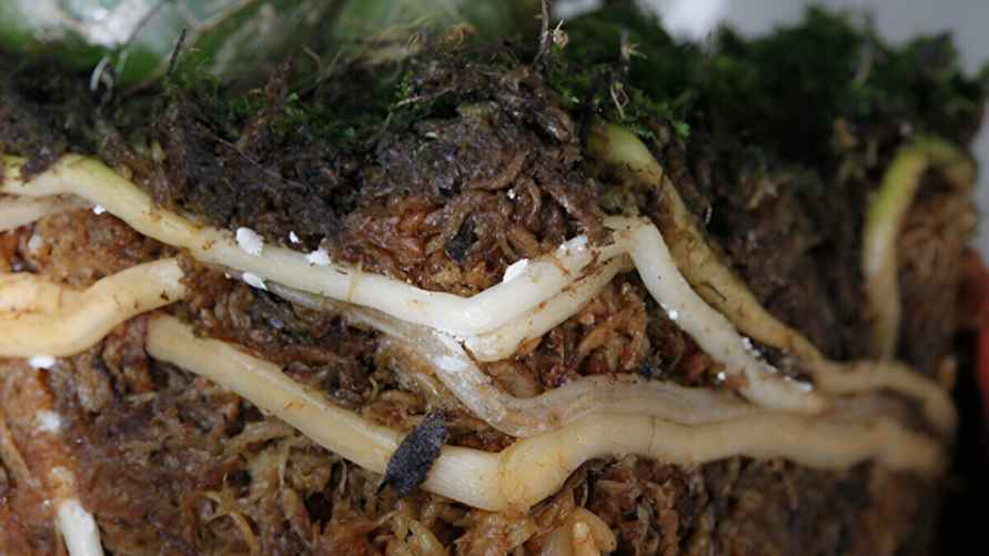 Мучнистый червец также может поражать стебли и корни растения