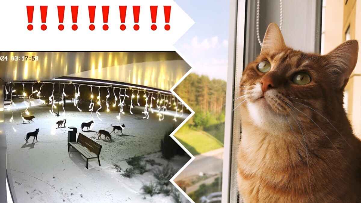 "Растерзали кота" — Жителей элитного района Минска предупредили о стае бродячих собак