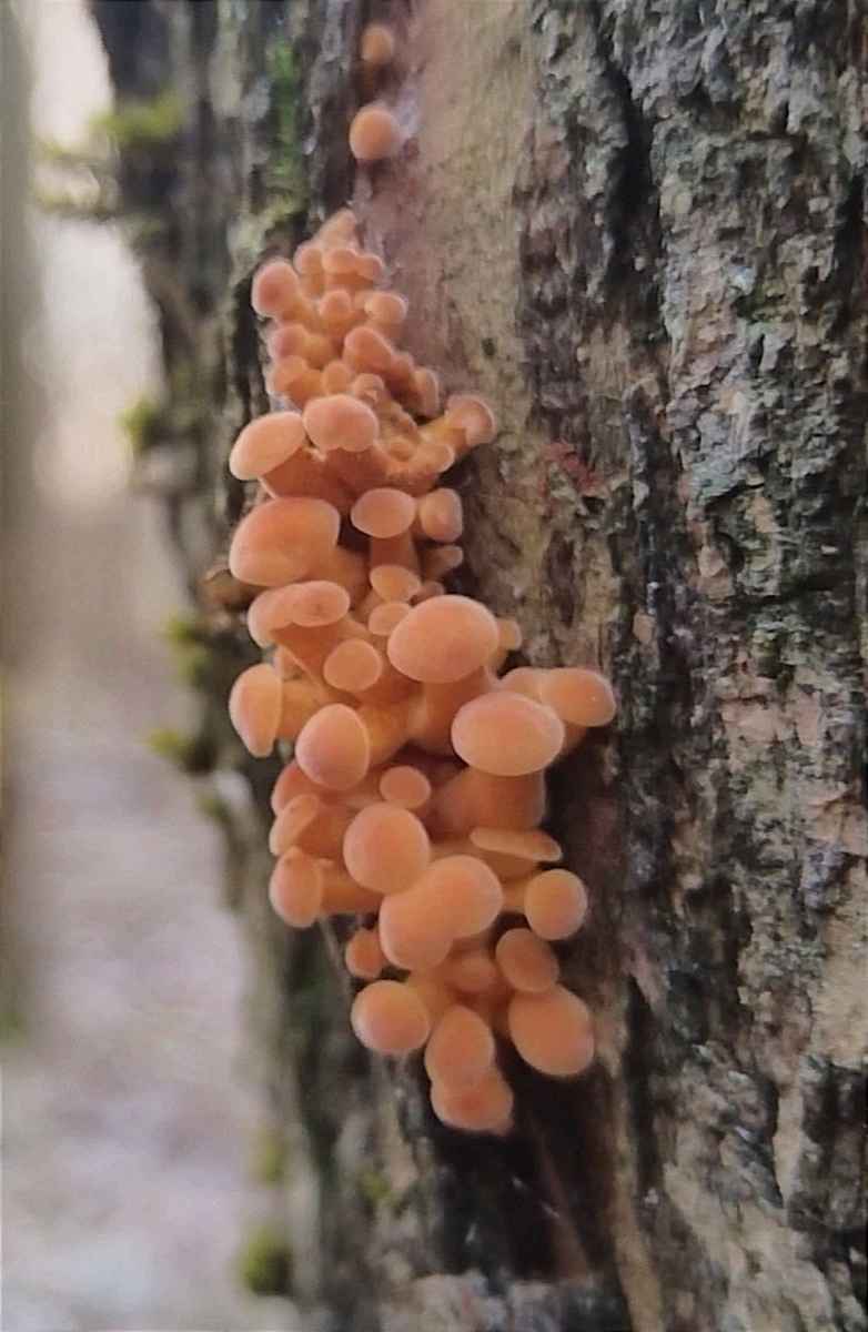 Боровики пошли уже? - Белорусы похвалились, какие грибы собирают в декабре