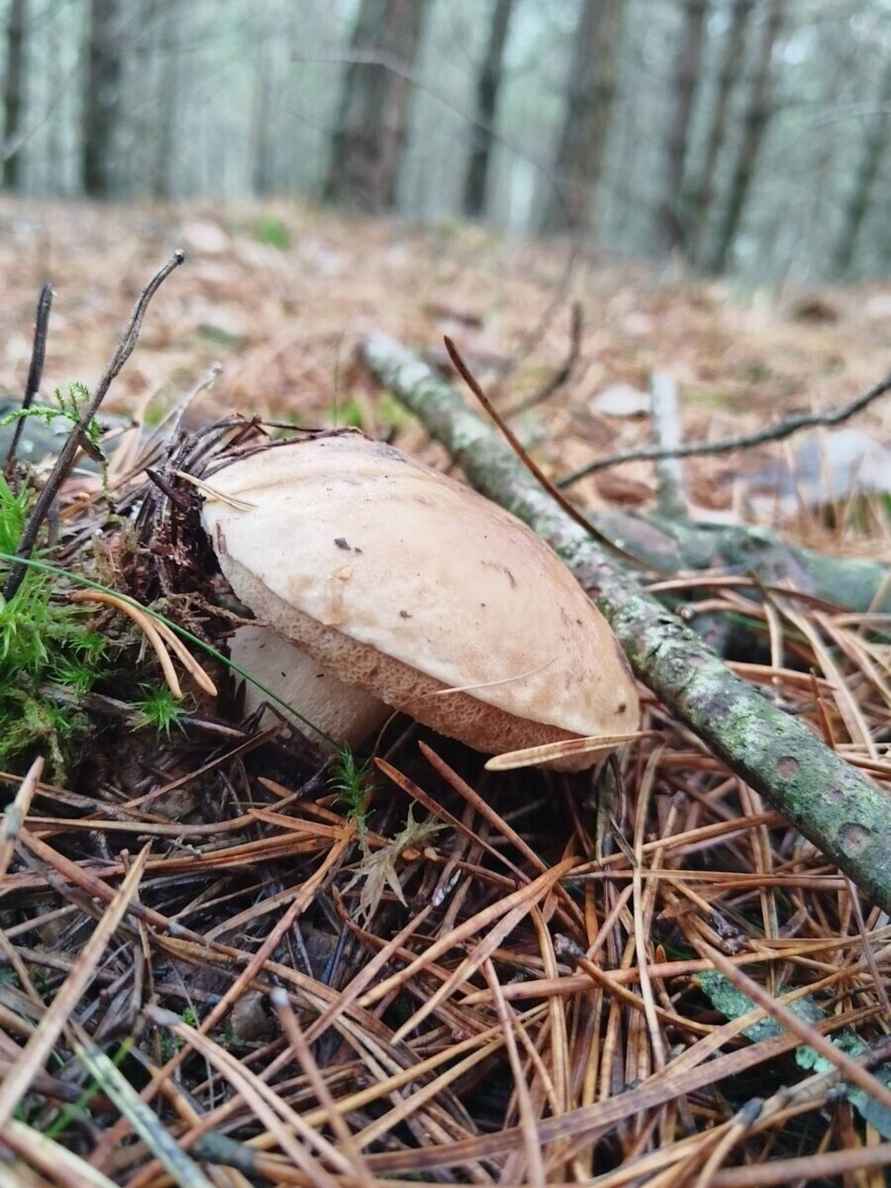 «А подснежников не набрали?» - Белорусы похвастались полными корзинами грибов 1 декабря. Вот какие 6 видов ещё можно найти
