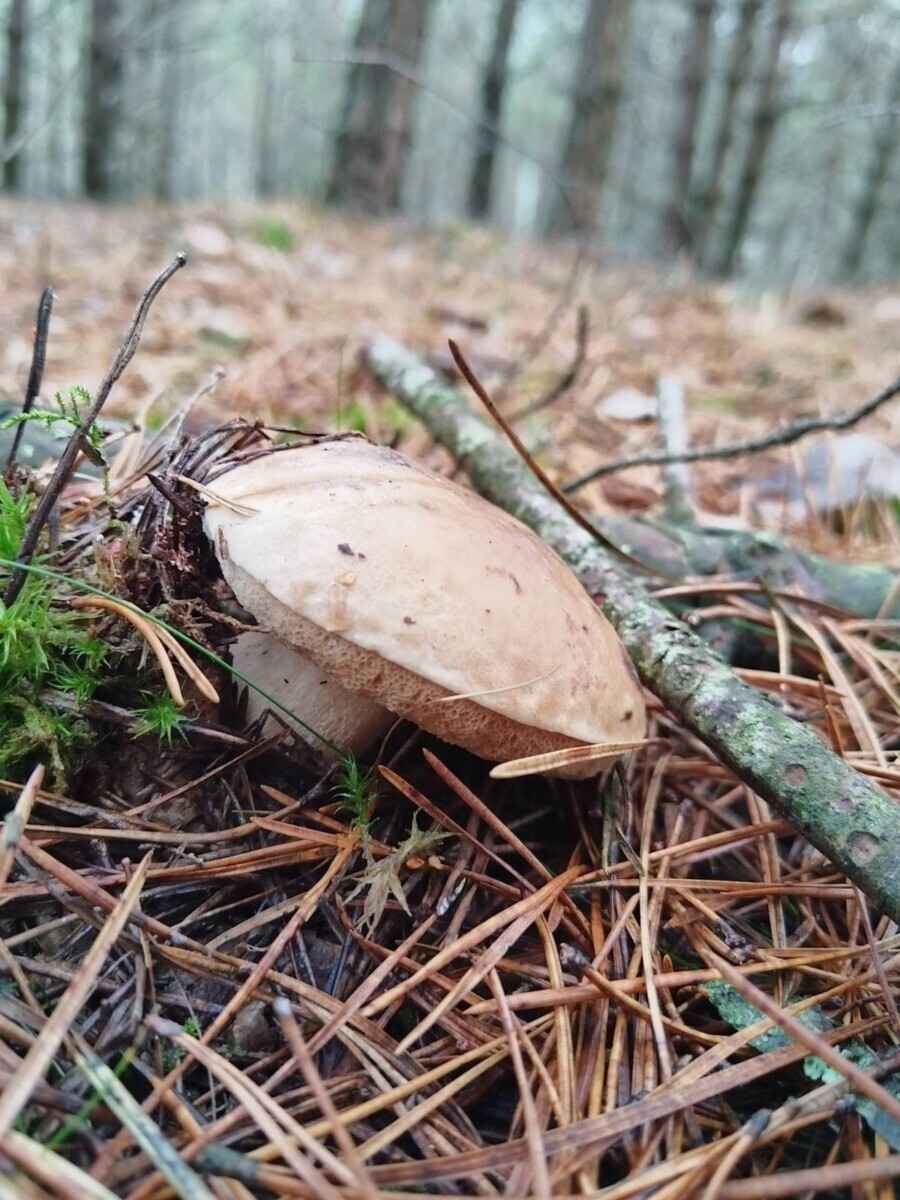 «А подснежников не набрали?» - Белорусы похвастались полными корзинами грибов 1 декабря. Вот какие 6 видов ещё можно найти