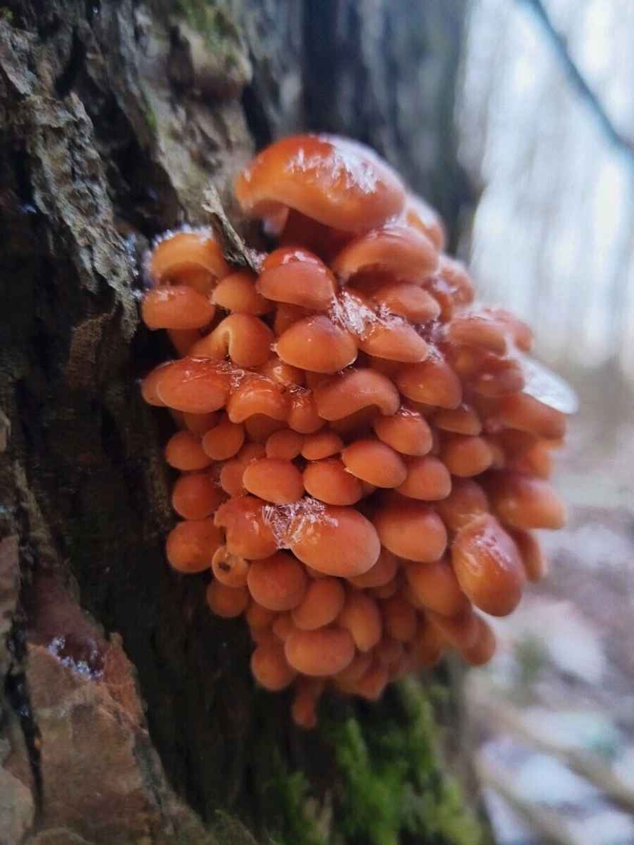 Боровики пошли уже? - Белорусы похвалились, какие грибы собирают в декабре