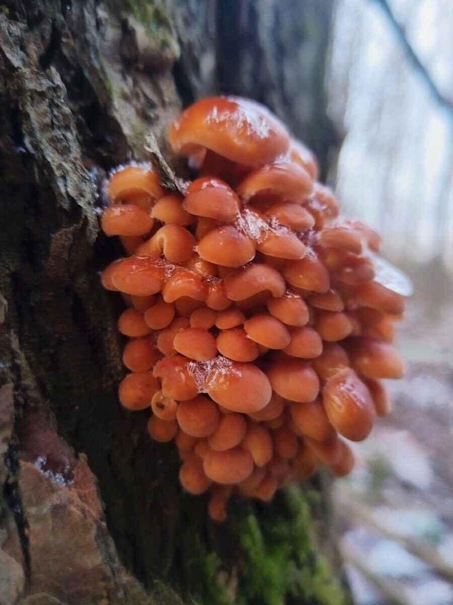 Боровики пошли уже? - Белорусы похвалились, какие грибы собирают в декабре