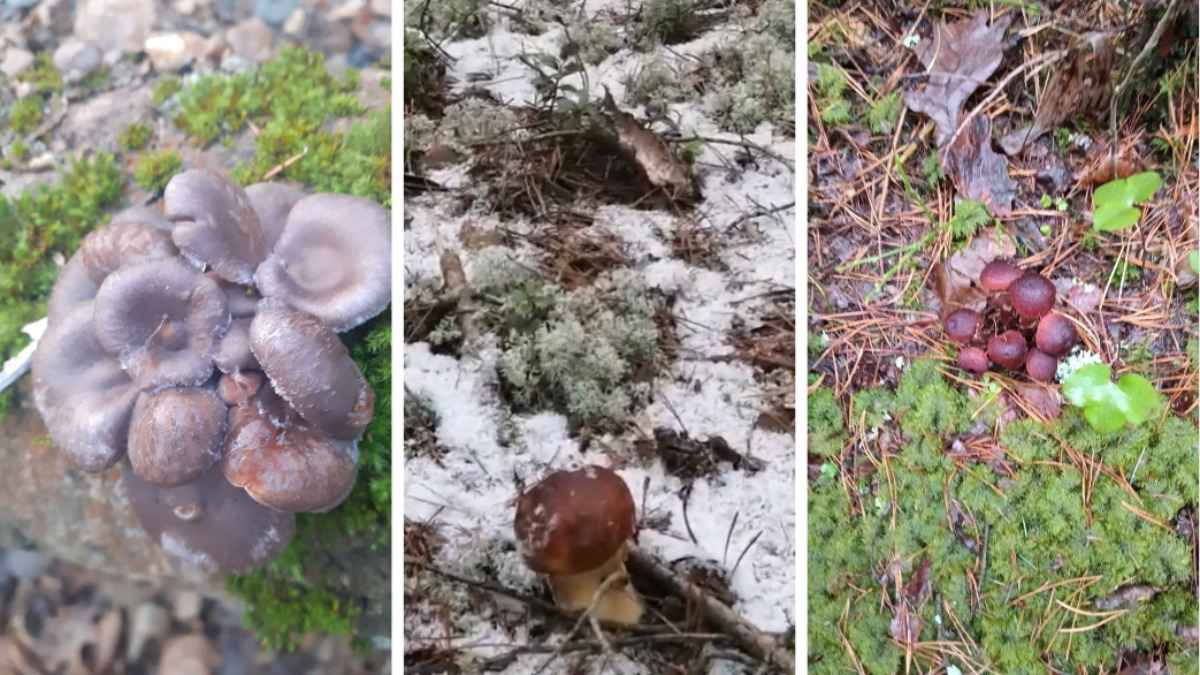 "А земляника есть?" - Белорусы показали "подснеговики", которые нашли в лесу в конце декабря