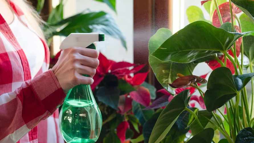 Эти 17 комнатных растений нельзя опрыскивать водой. Вот какие вазоны "скажут спасибо" за такой уход