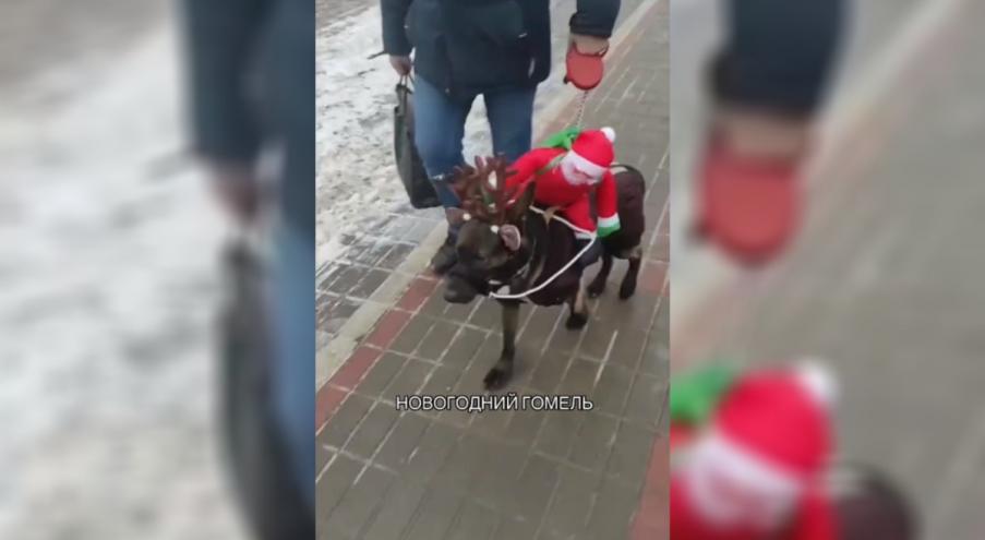 В роли «новогоднего оленя» выступила собака, на которую