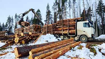 Совмин на 9% поднял стоимость деловой древесины и дров. Во сколько обойдётся белорусам в 2025 году?