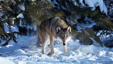 В Беловежской пуще на 2 года запретили охотиться на волков