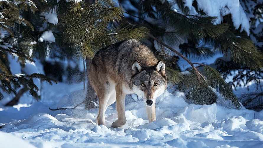 Фото иллюстративное