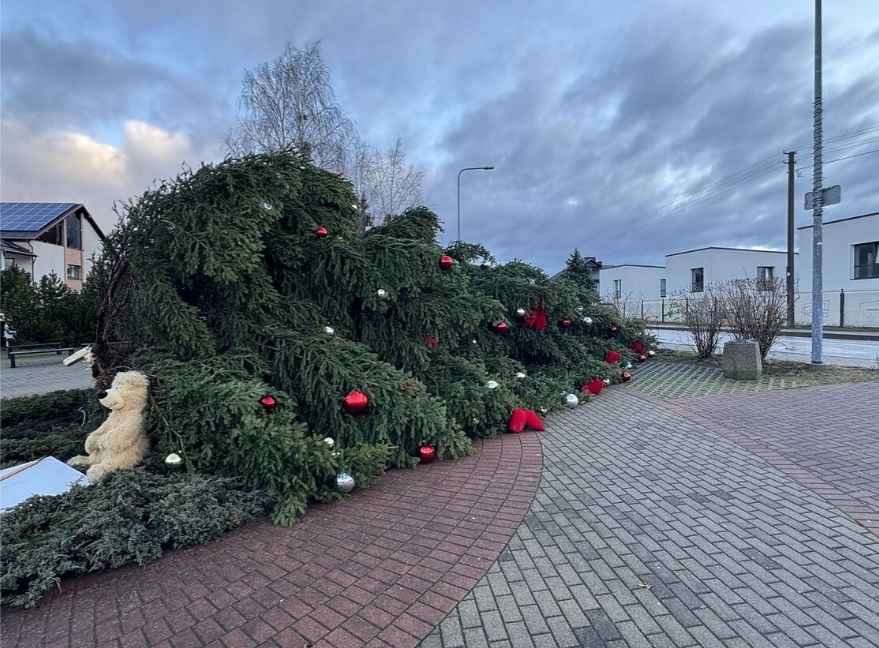 Штормовой ветер устроил ёлкопад в Беларуси и Литве. К чему ещё готовиться?