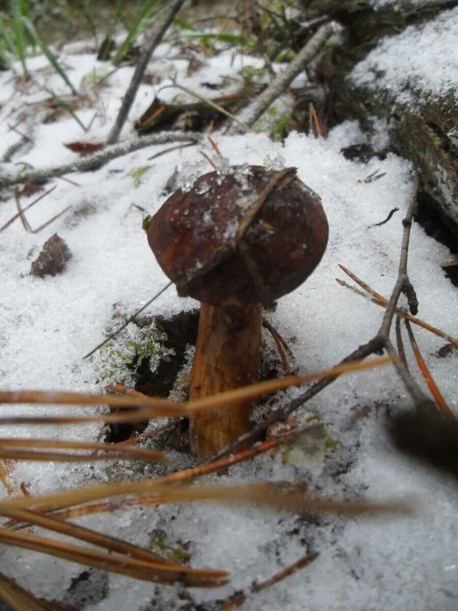 Боровики пошли уже? - Белорусы похвалились, какие грибы собирают в декабре