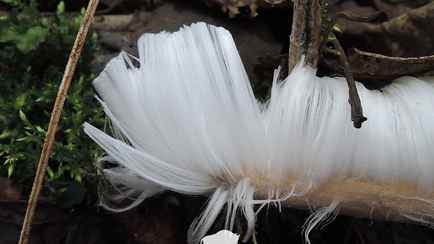 В Беловежской пуще нашли «ледяную бороду» Деда Мороза. Что это такое?