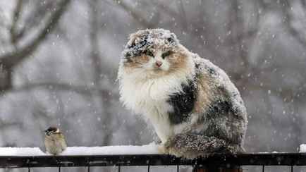 «Снежок повсеместно» – Синоптики объявили оранжевый уровень опасности на выходные по всей Беларуси