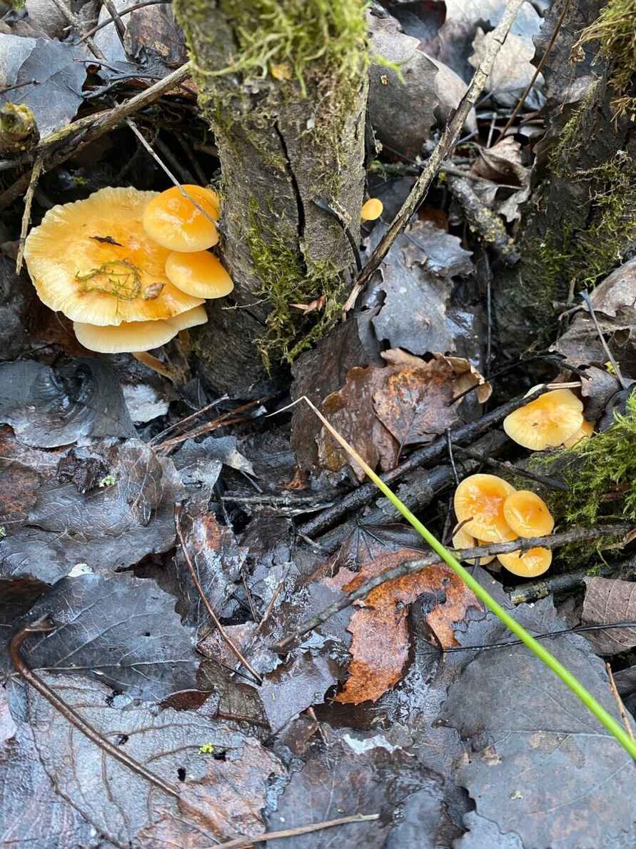 «Что-то братья-месяцы мутят» - Белорусы показали «букеты» грибов, собранных в первый день 2025 года