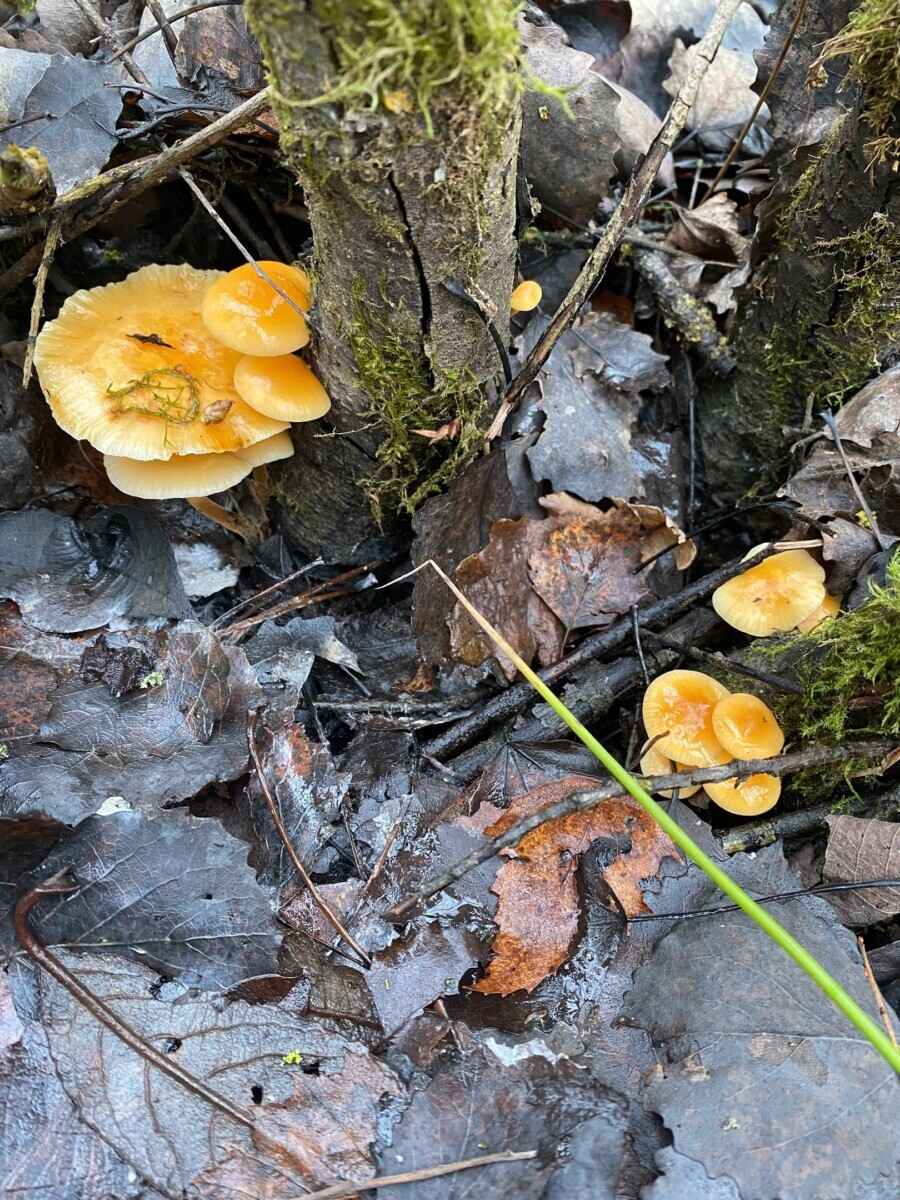 «Что-то братья-месяцы мутят» - Белорусы показали «букеты» грибов, собранных в первый день 2025 года