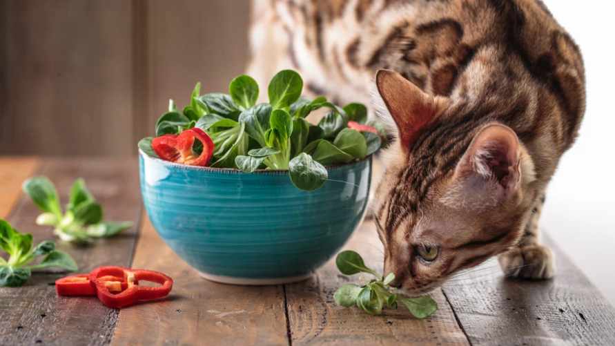 Котов можно вообще не кормить мясом? Ветеринар поделился результатами исследования. Но есть нюанс