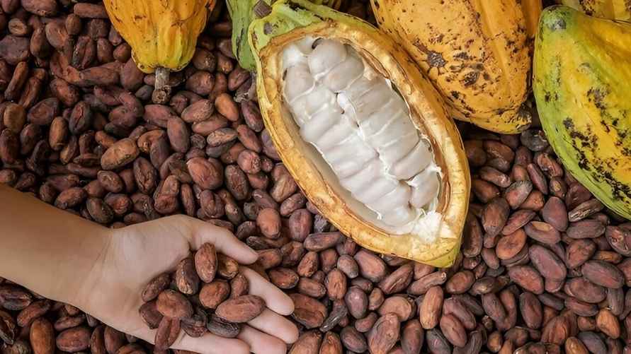 Так выглядят какао-бобы. Фото из открытых источников