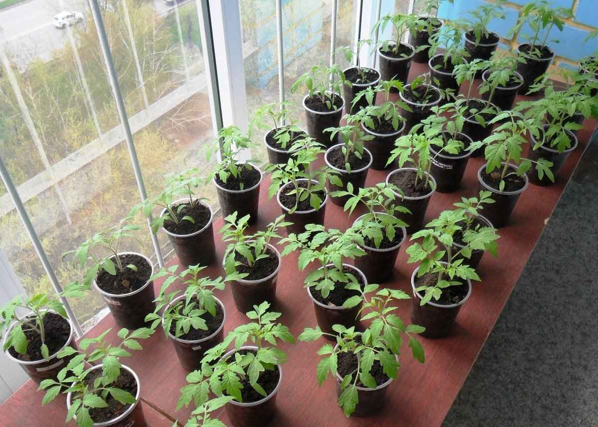 Кому из белорусов нужно сажать помидоры и перцы на рассаду в январе-феврале? Вот что стоит сделать заранее