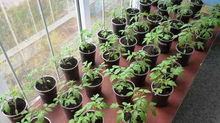 Кому из белорусов нужно сажать помидоры и перцы на рассаду в январе-феврале? Вот что стоит сделать заранее