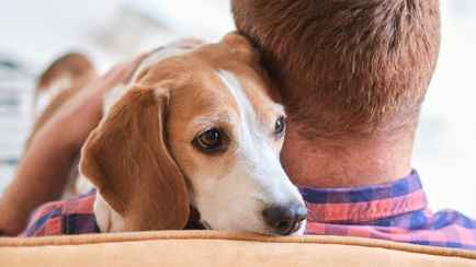 Учёные выяснили, как собаки могут «заразиться» стрессом от хозяев